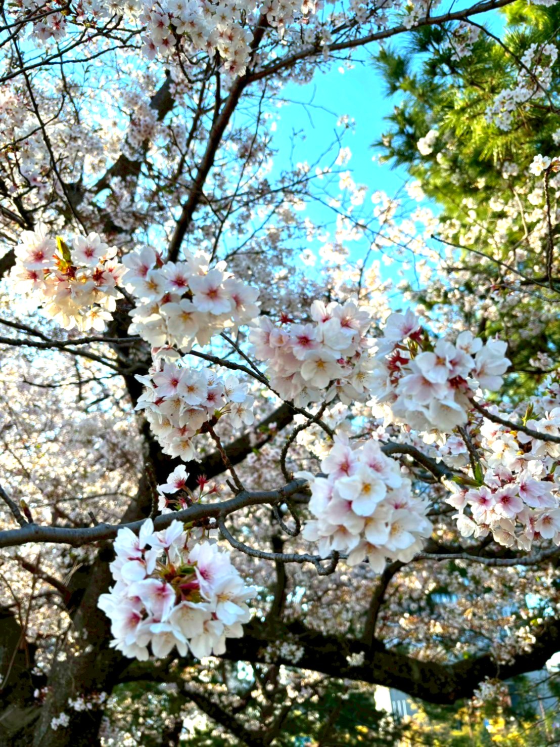 ブログ_桜開花_アイキャッチ